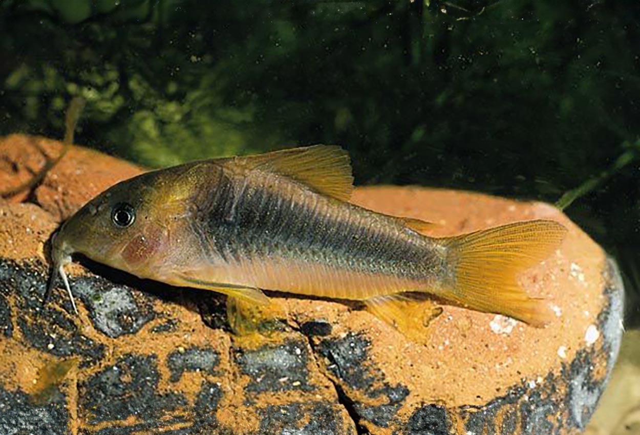 Guldgrön pansarmal, svartbands-corydoras