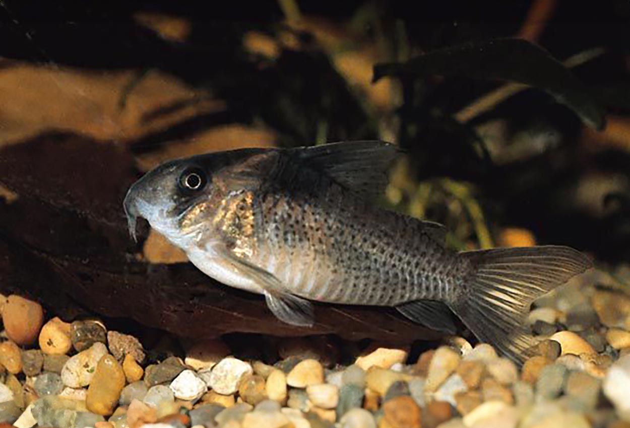 Foto på fisken Corydoras melanistius melanistius