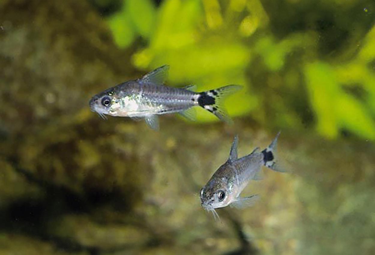 Foto på fisken Corydoras hastatus