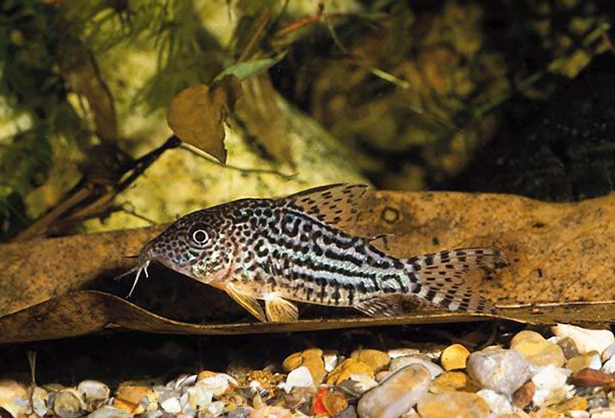 Foto på fisken Corydoras haraldschultzi