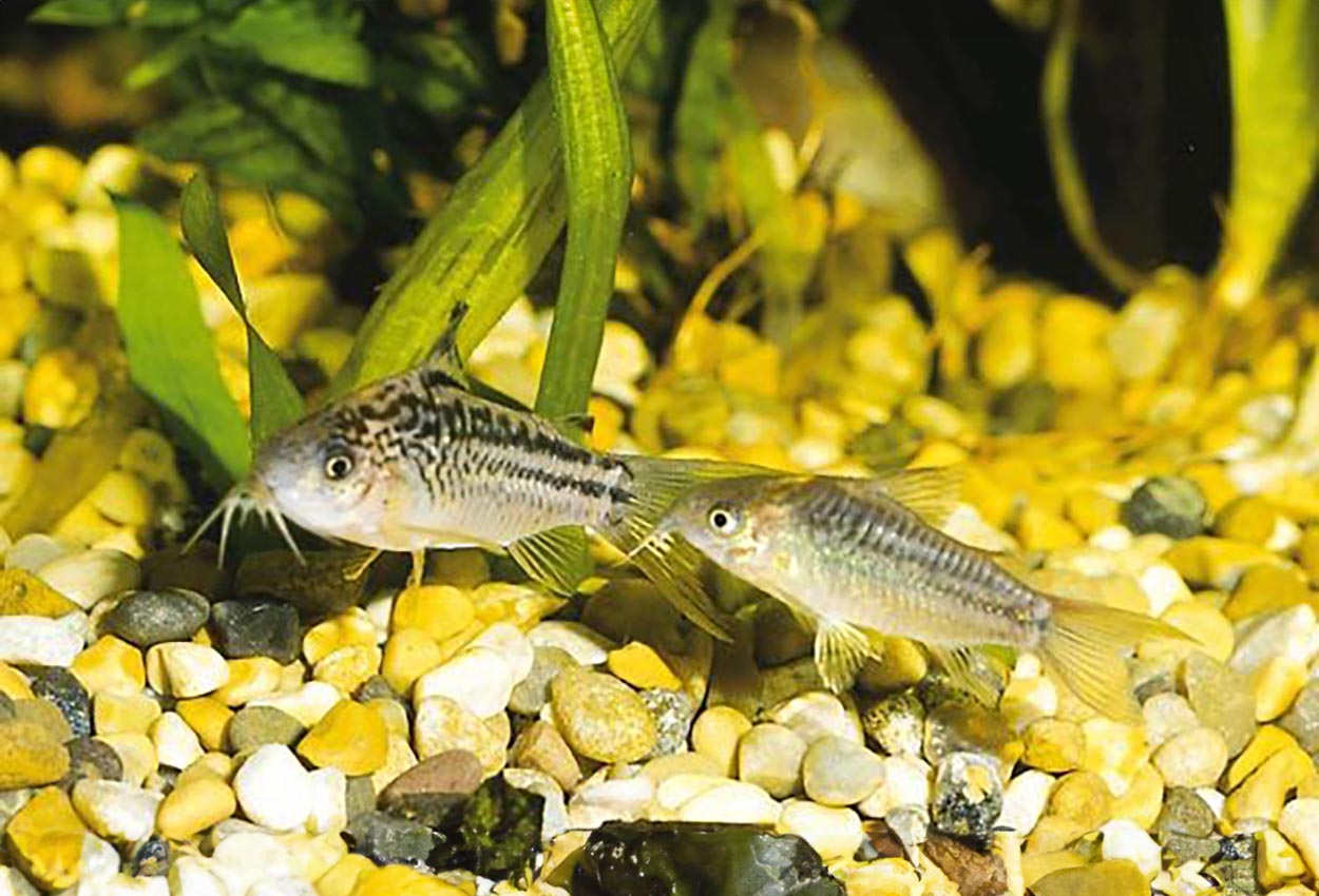 Foto på fisken Corydoras elegans