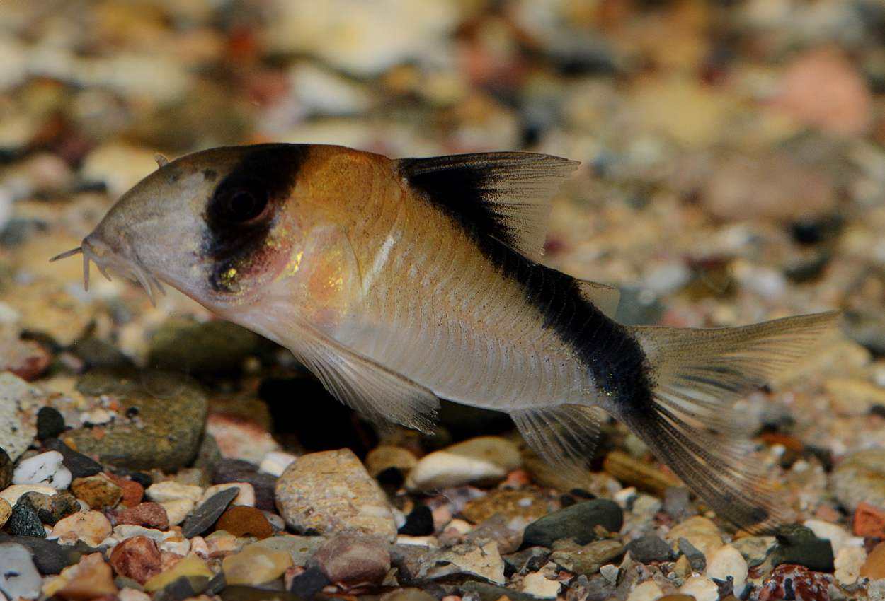 Foto på fisken Corydoras davidsandsi