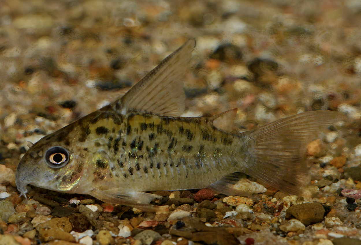 Armatus cory/pansarmal