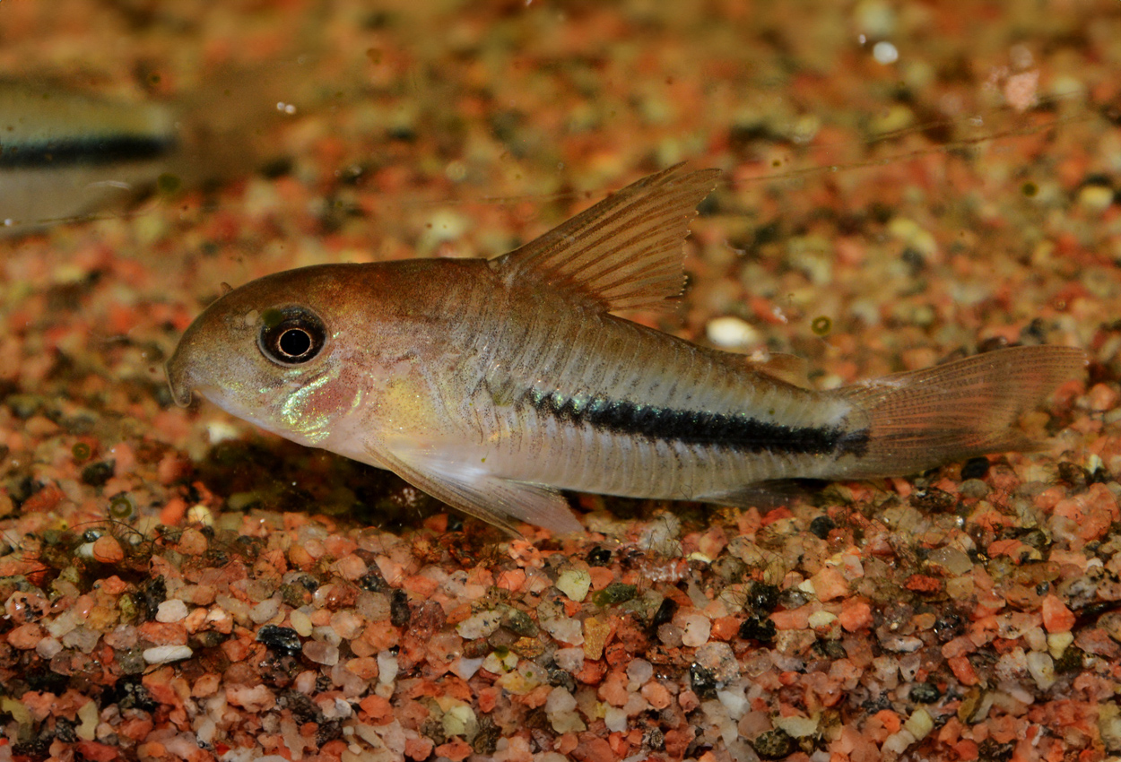 Foto på fisken Corydoras baderi