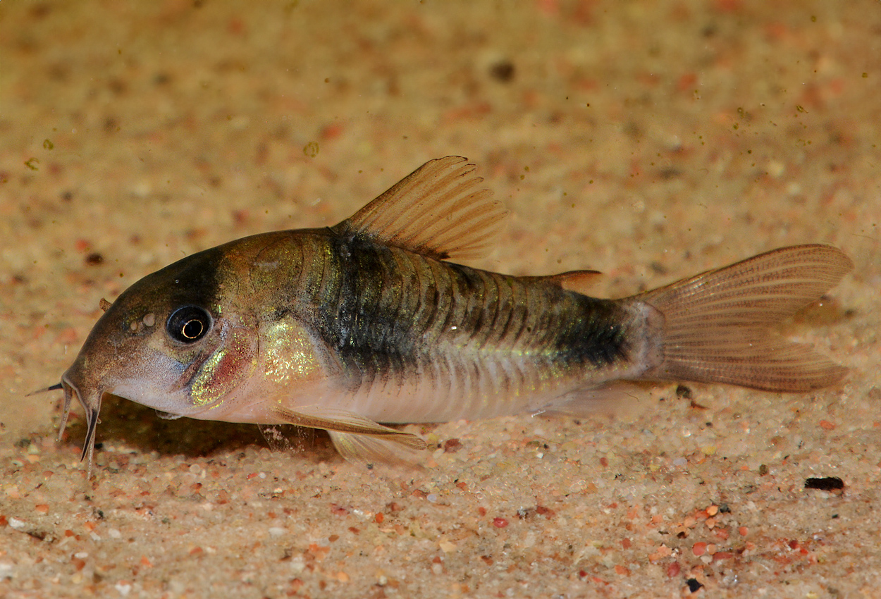 Ehrhardts cory/pansarmal