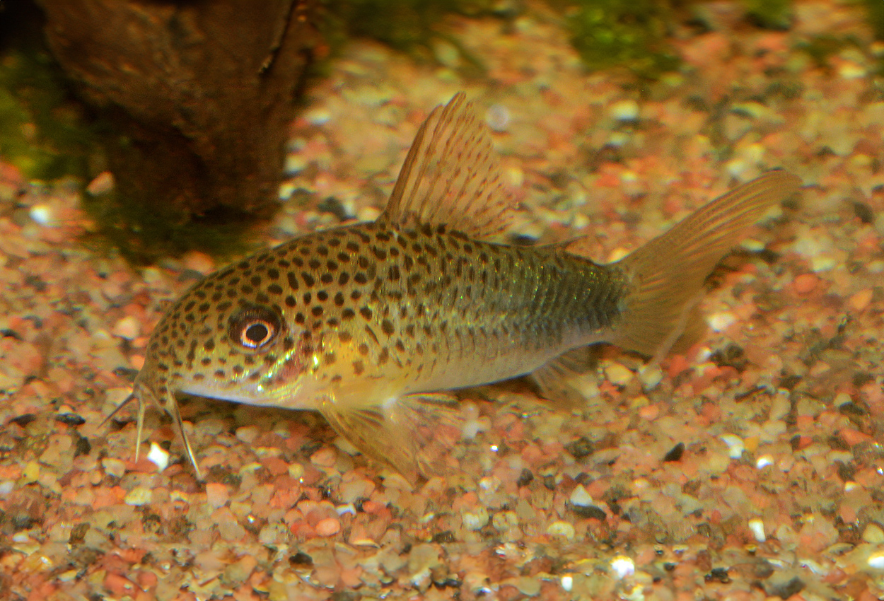 Falsk stjärtfläcks-pansarmal, violett corydoras