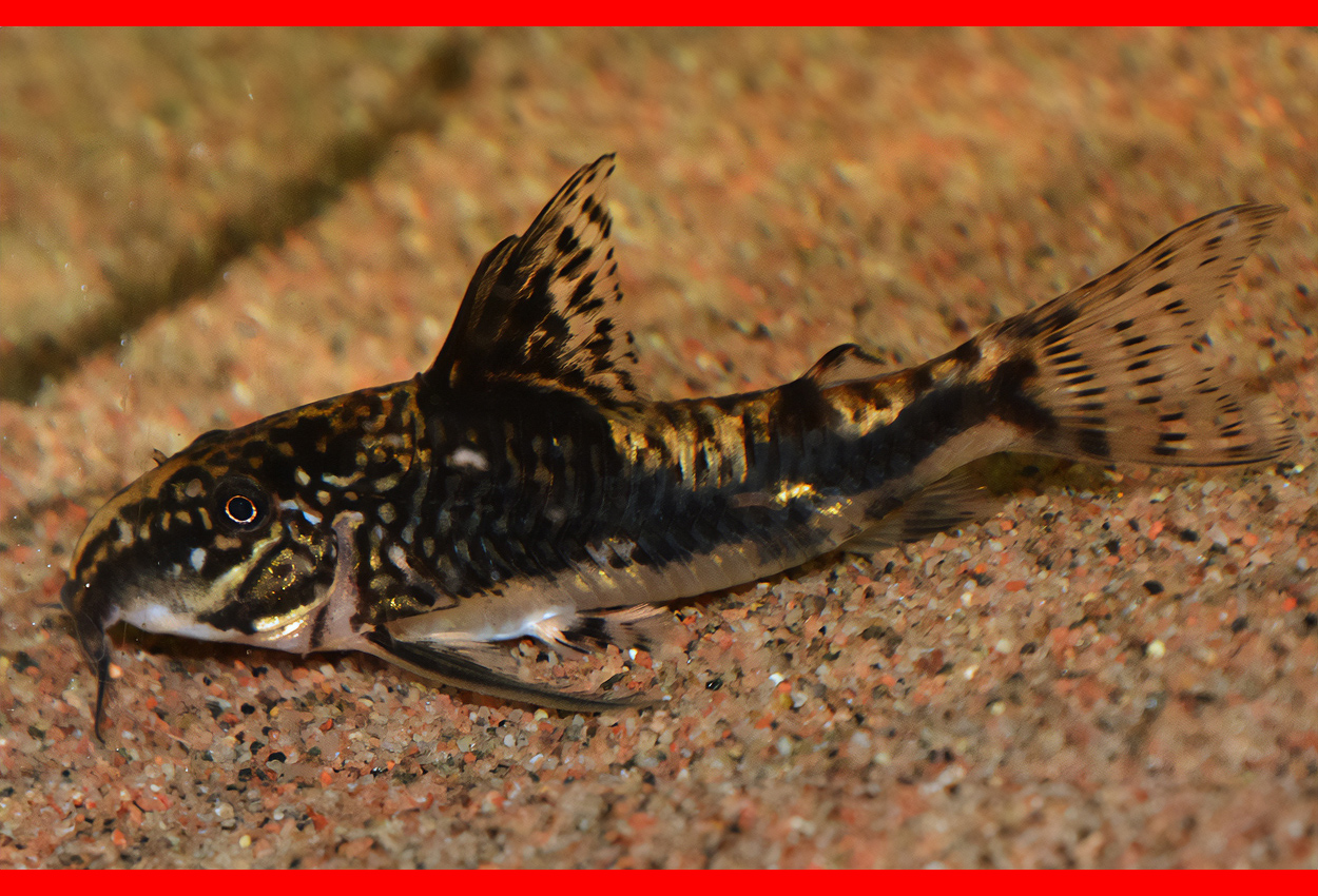 Foto på fisken Scleromystax barbatus