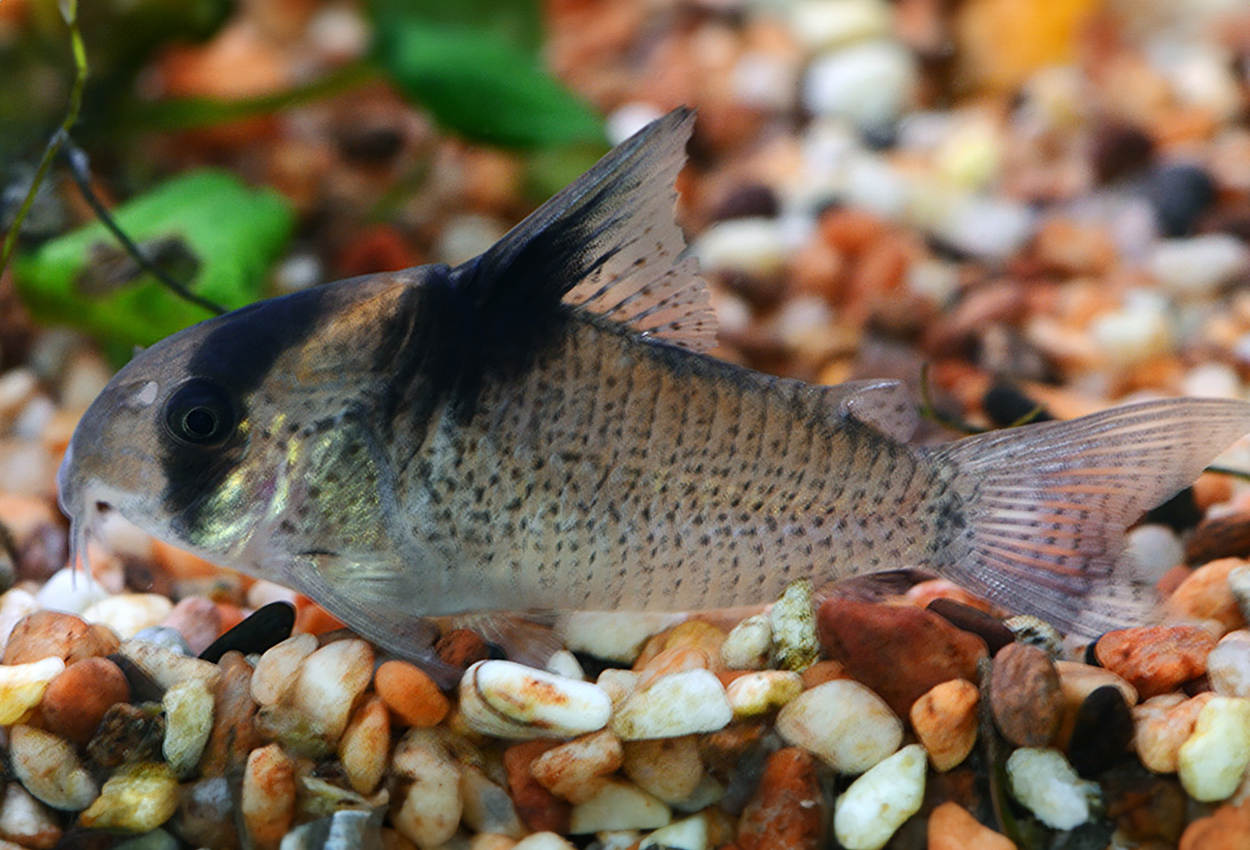 Tvåfärgad pansarmal/corydoras