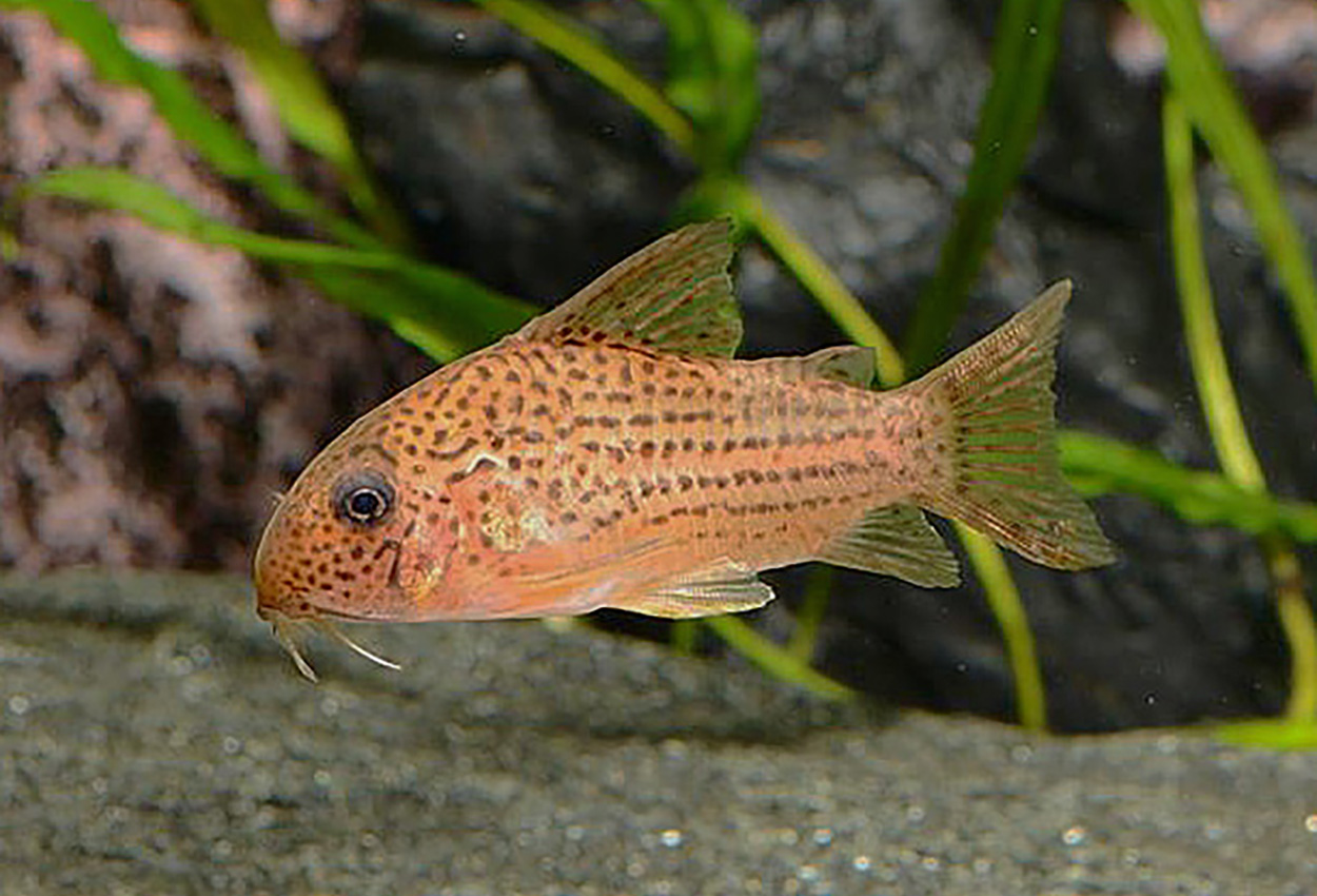 C065, Guarana cory