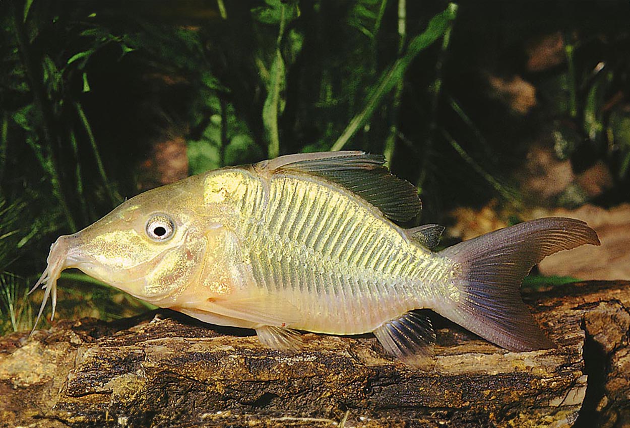 Foto på fisken Corydoras britskii