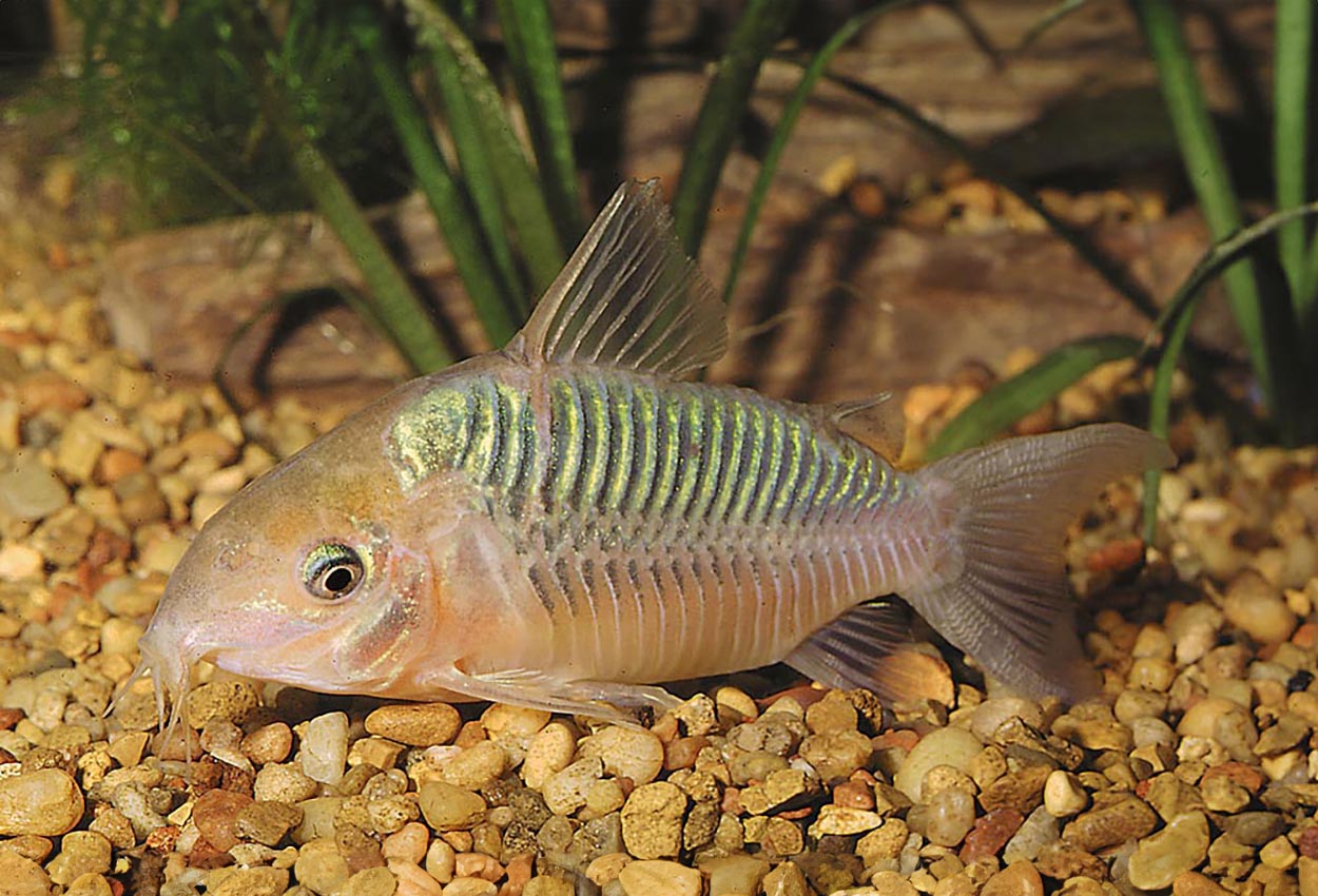 Foto på fisken Corydoras splendens