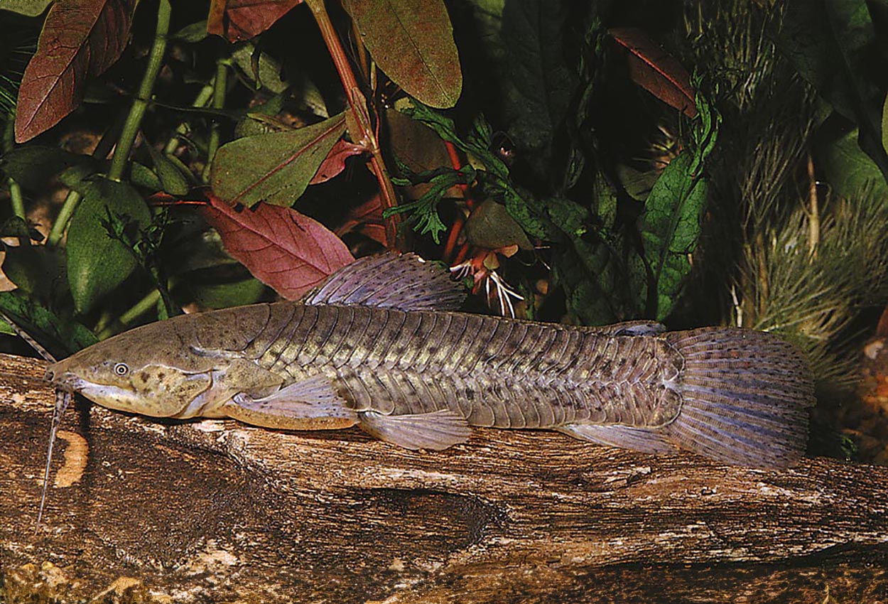 Foto på fisken Callichthys callichthys