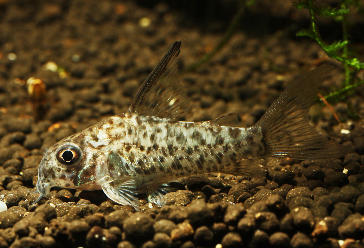 Foto på fisken Corydoras loretoensis