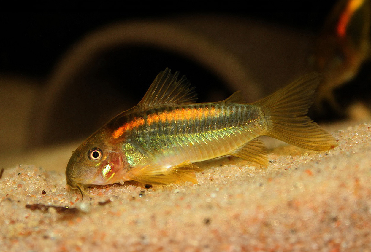Orange stripe corydoras
