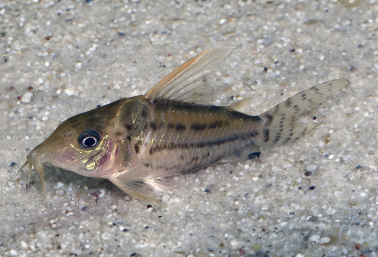 Pretty cory, vacker/vitfenad pansarmal.