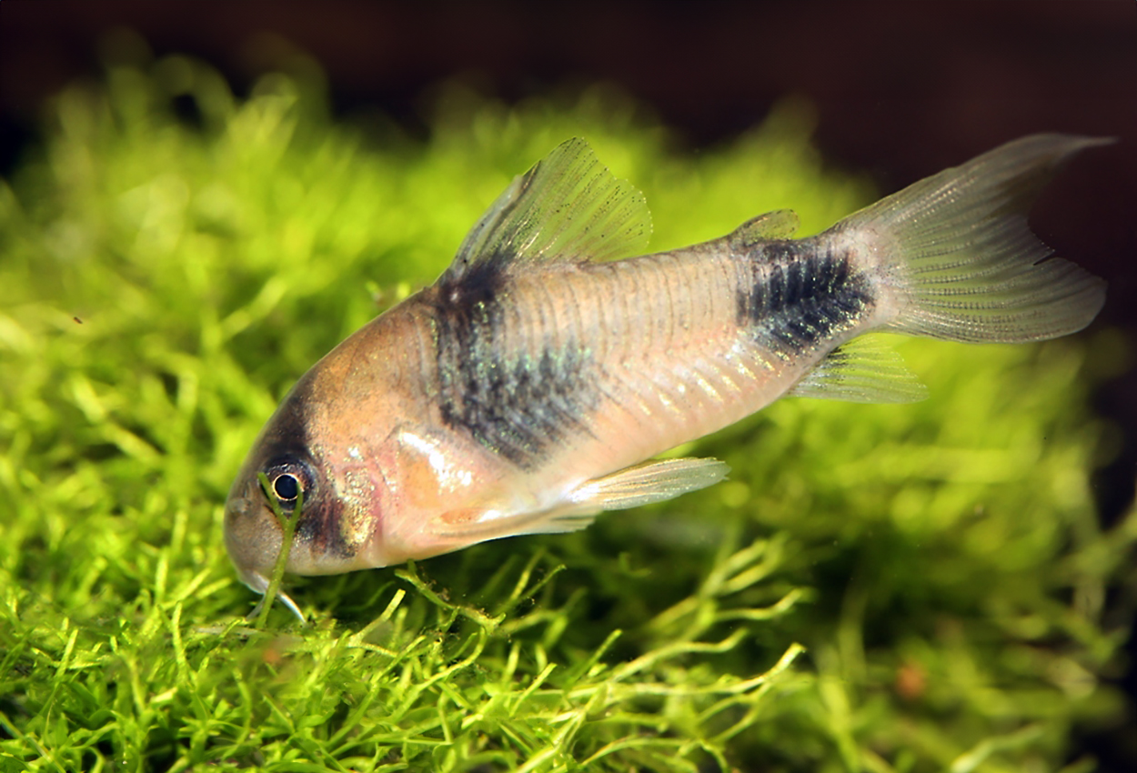 Weitzmans corydoras, tvåsadelscorydoras