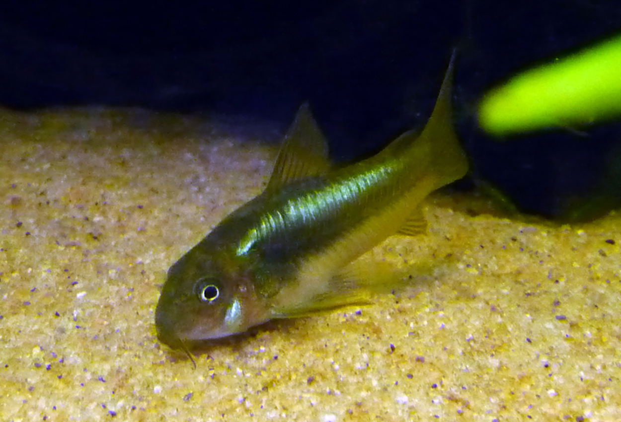 Peru green stripe/green laser corydoras, CW009