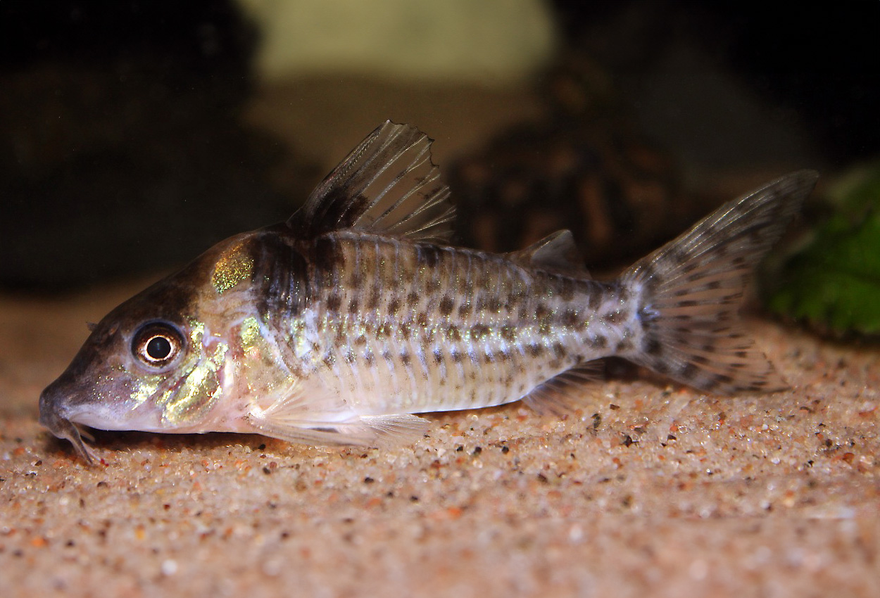 Blochs corydoras, stjärtfläckscorydoras, C032