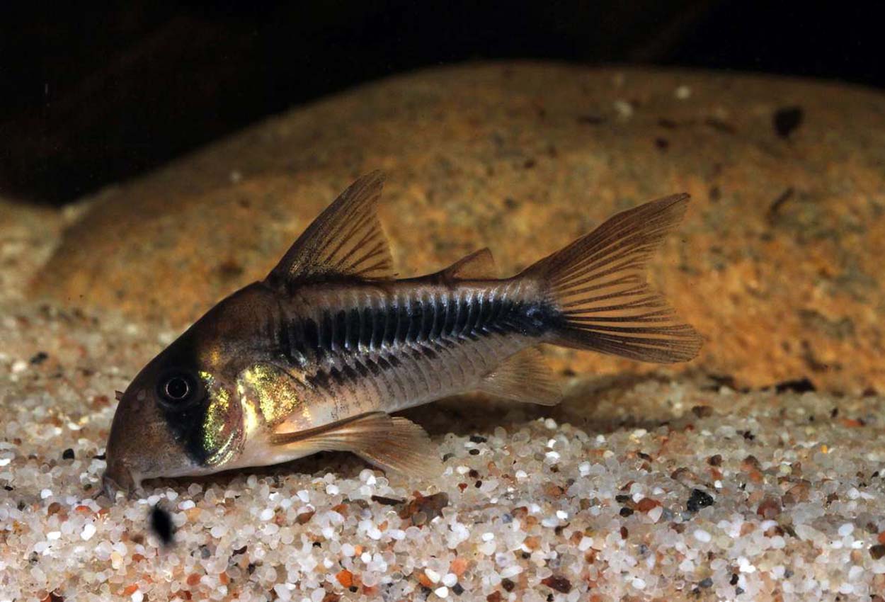 Foto på fisken Corydoras axelrodi 