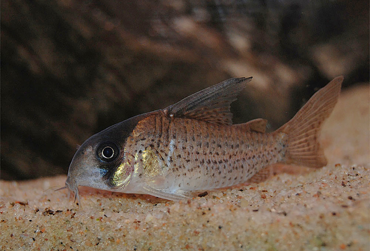 Kanei corydoras C046, C026