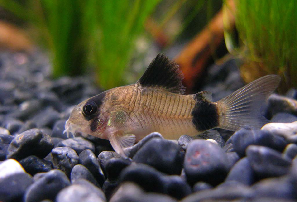 Foto på fisken Corydoras panda