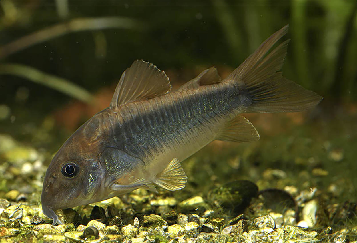 Svart pansarmal, Gold Flash Cory, Peru Gold Stripe Cory