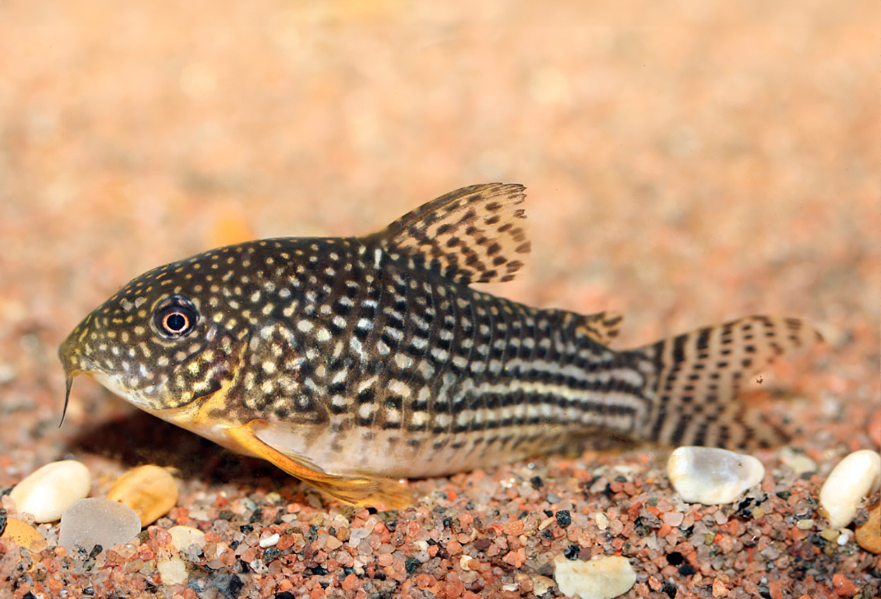 Foto på fisken Corydoras sterbai