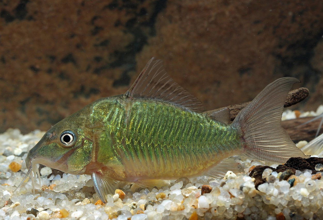 Grön pansarmal