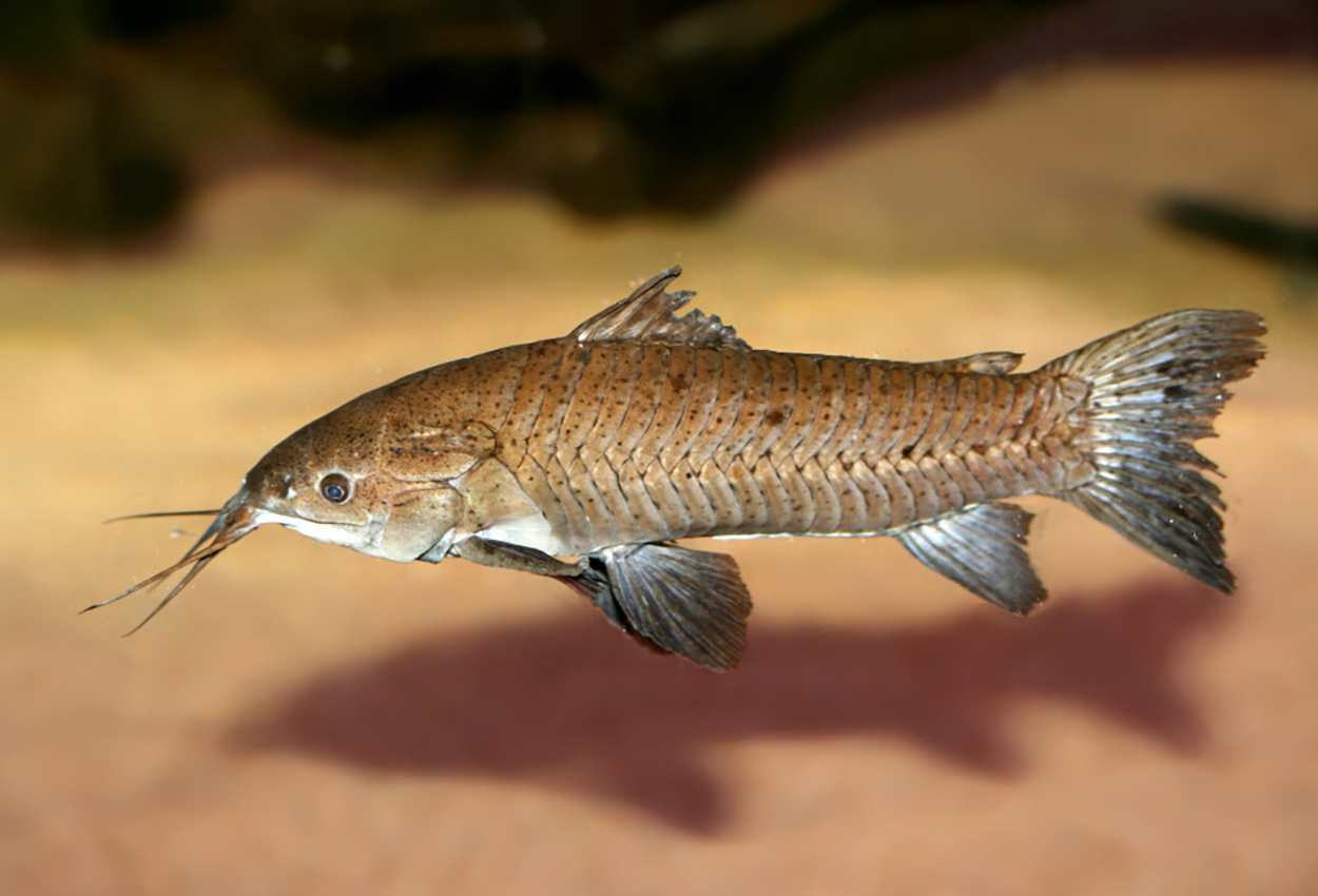 Foto på fisken Hoplosternum littorale