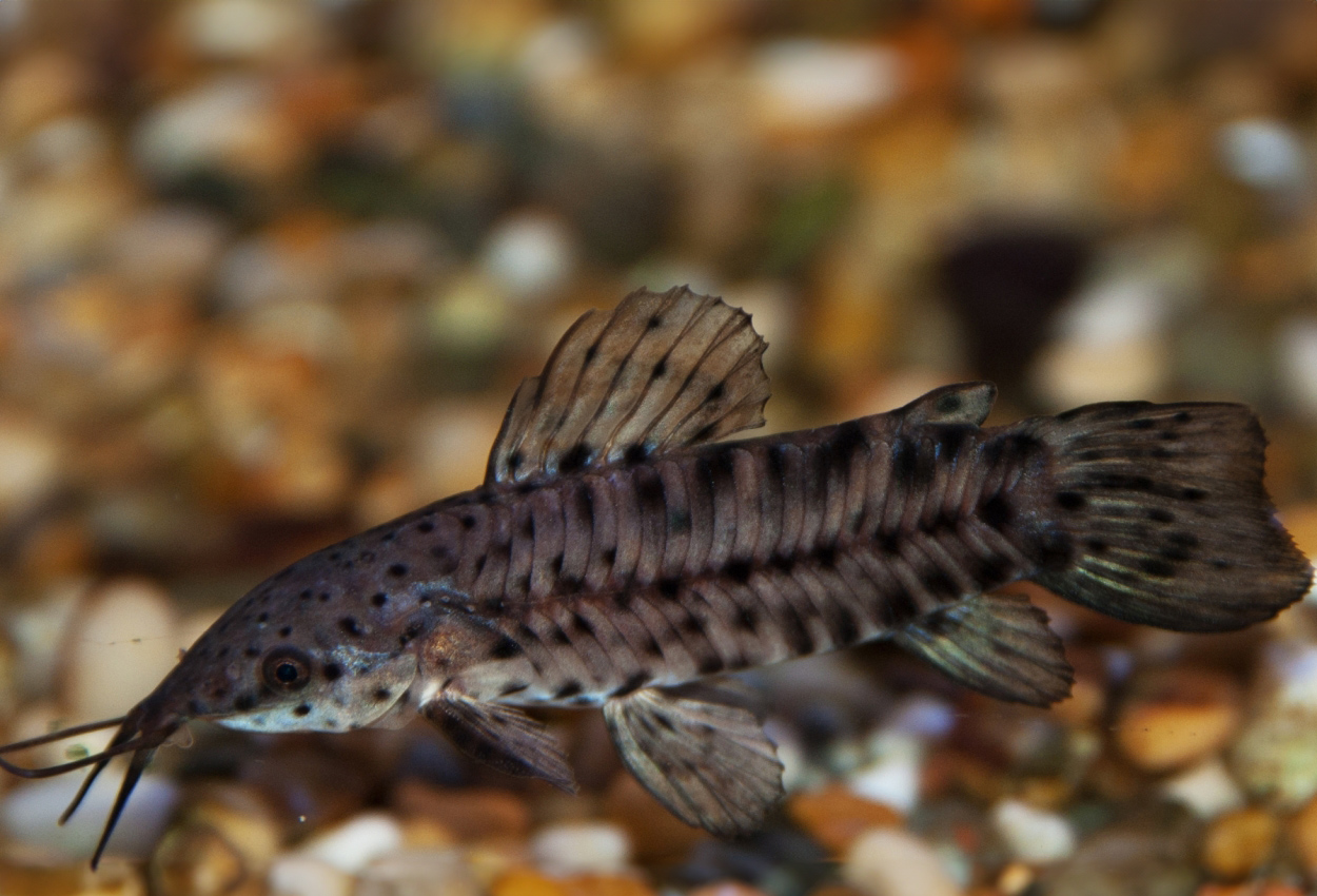 Foto på fisken Megalechis thoracata