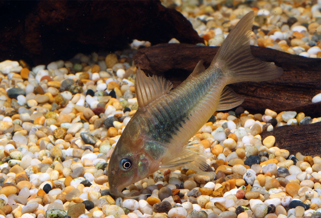 Metallpansarmal