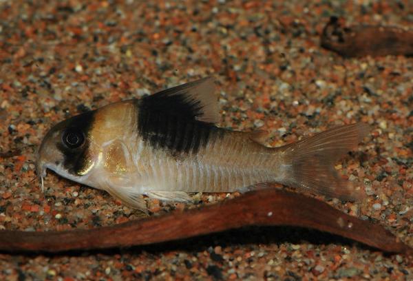 Vari-pansarmal