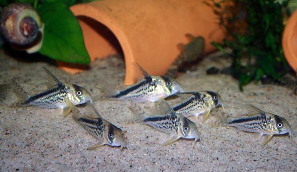 <i>Corydoras loxozonus</i>