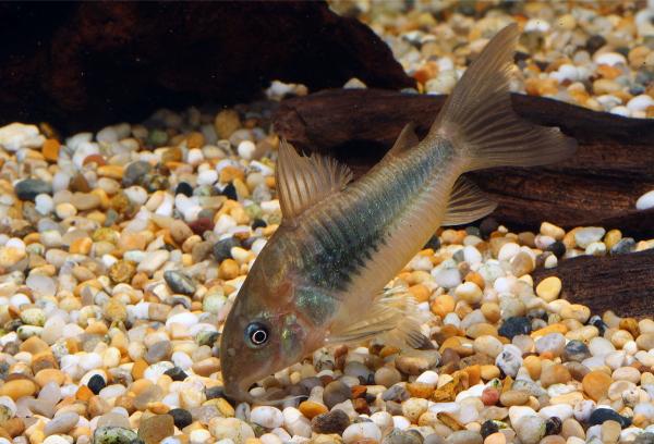 Metallpansarmal