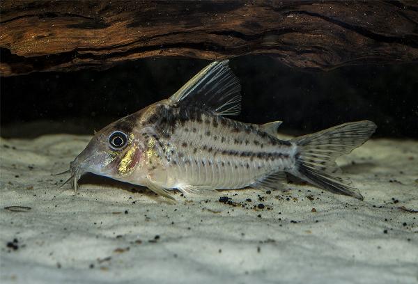 Robustus pansarmal