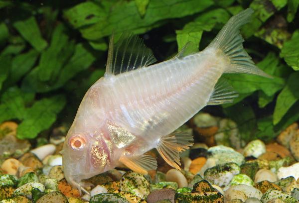 Albino sterbai pansarmal