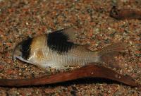 <i>Corydoras</i> sp. 'CW051' 