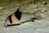 <i>Corydoras</i> sp. 'CW049'