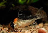 Duplicareus, kopparfläcks-pansarmal. black-back cory