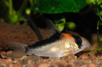 <i>Corydoras duplicareus</i>