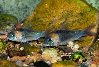 Corydoras eques