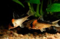 <i>Corydoras duplicareus</i>