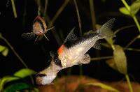 <i>Corydoras duplicareus</i>