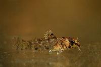 <i>Corydoras duplicareus</i>