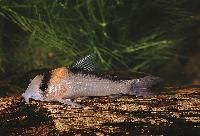 <i>Corydoras adolfoi</i>