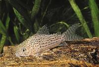 <i>Corydoras araguaiaensis</i>