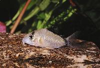 <i>Corydoras metae</i>