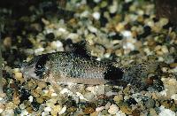 <i>Corydoras panda</i>