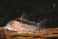 <i>Corydoras rabauti</i>