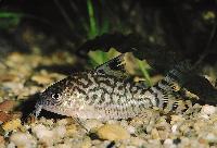 <i>Corydoras reticulatus</i>